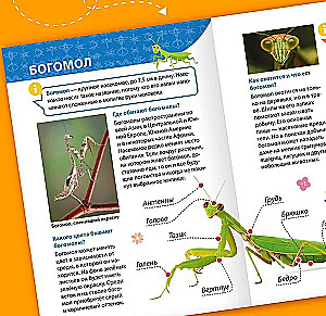 Encyclopedia for little whys. Insects