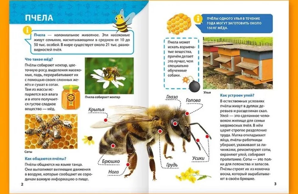 Encyclopedia for little whys. Insects