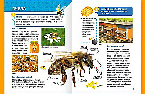 Encyclopedia for little whys. Insects