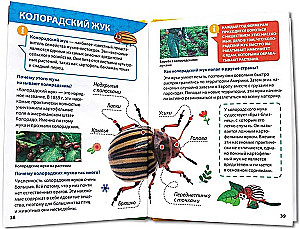 Encyclopedia for little whys. Insects