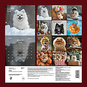 Wall calendar Spitz for 2025