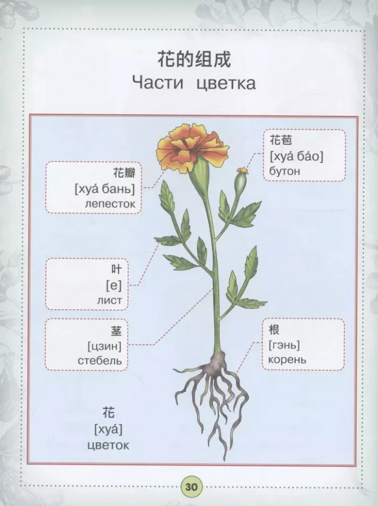 Chinese-Russian visual dictionary for children