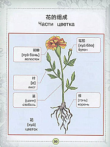 Chinese-Russian visual dictionary for children