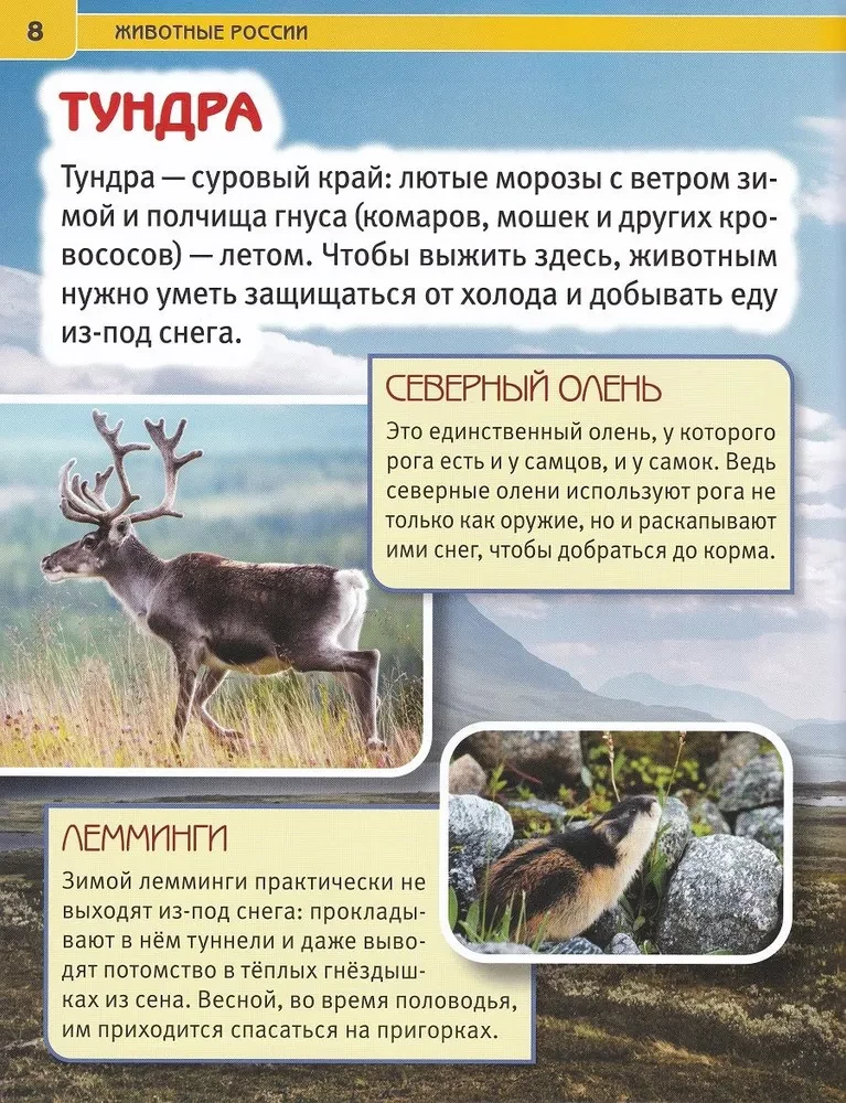 Animals of Russia. Encyclopedia with developmental tasks