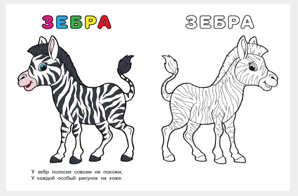 Зебра