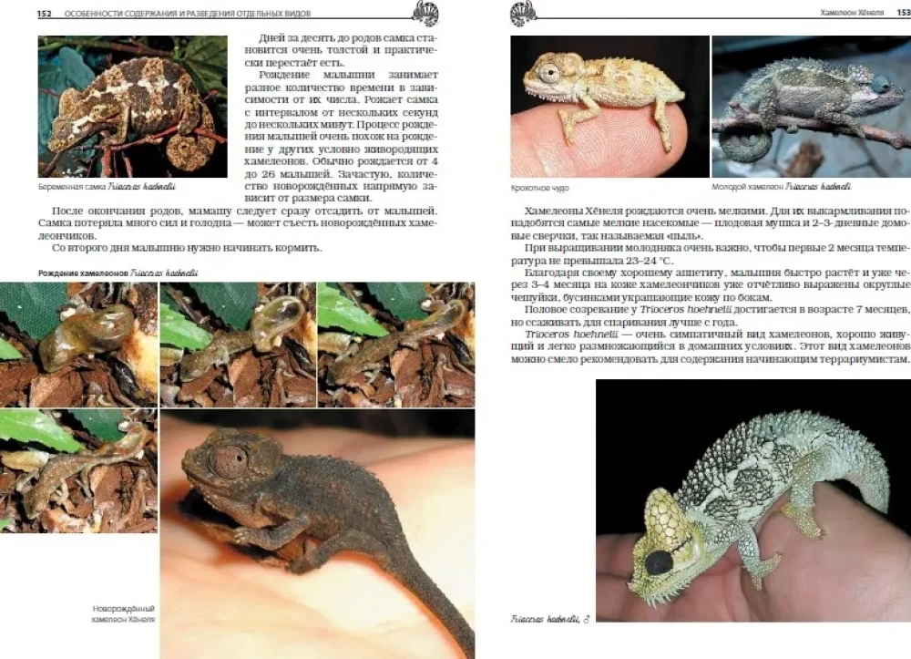 Хамелеоны. Содержание и разведение в домашних условиях