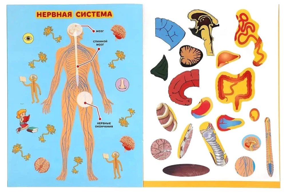 Тело человека. Большая книга с наклейками