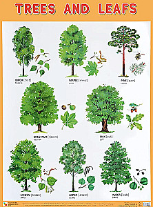 Trees and Leafs (Деревья и листья), poster 45x60