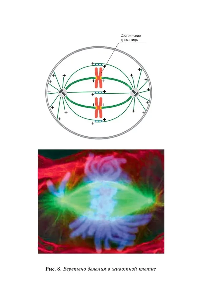 Quantum Biomechanics of the Body. Methodology for Health of the Musculoskeletal System. Part 2