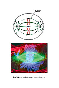 Quantum Biomechanics of the Body. Methodology for Health of the Musculoskeletal System. Part 2