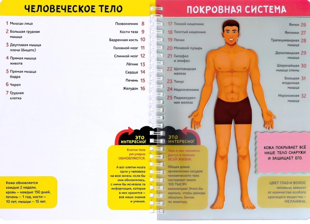 Моё тело. Строение организма на прозрачном фоне