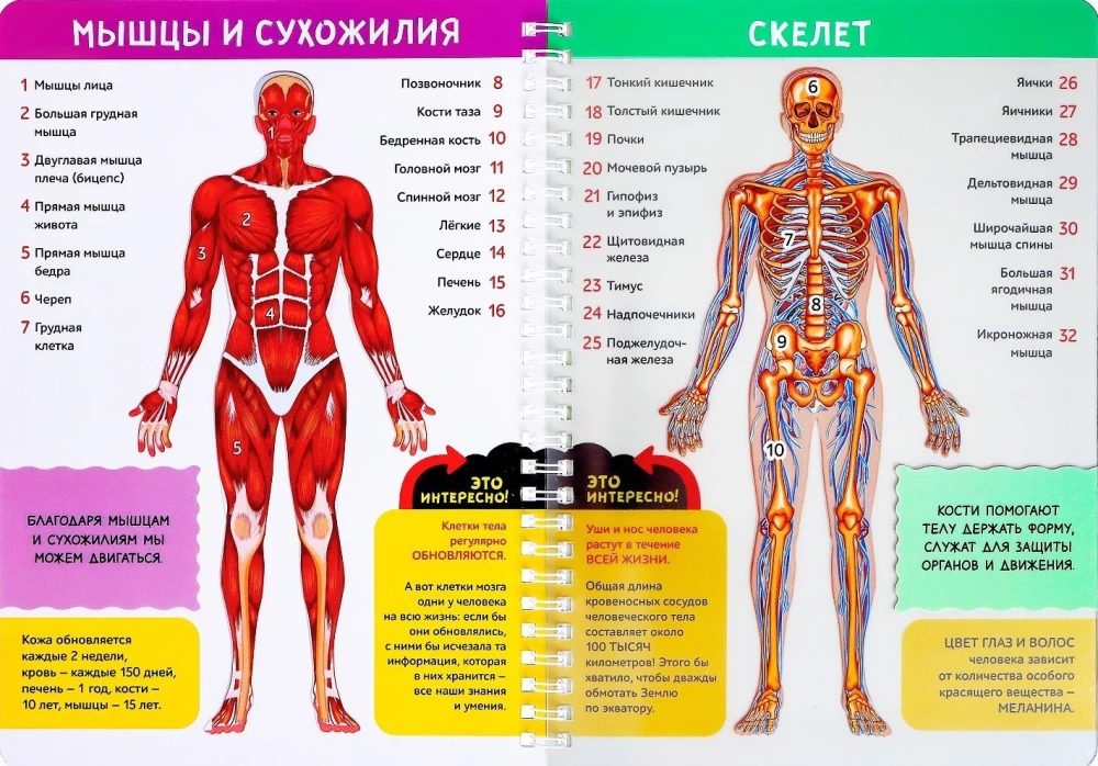 My Body. The Structure of the Organism on a Transparent Background