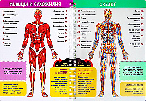 My Body. The Structure of the Organism on a Transparent Background