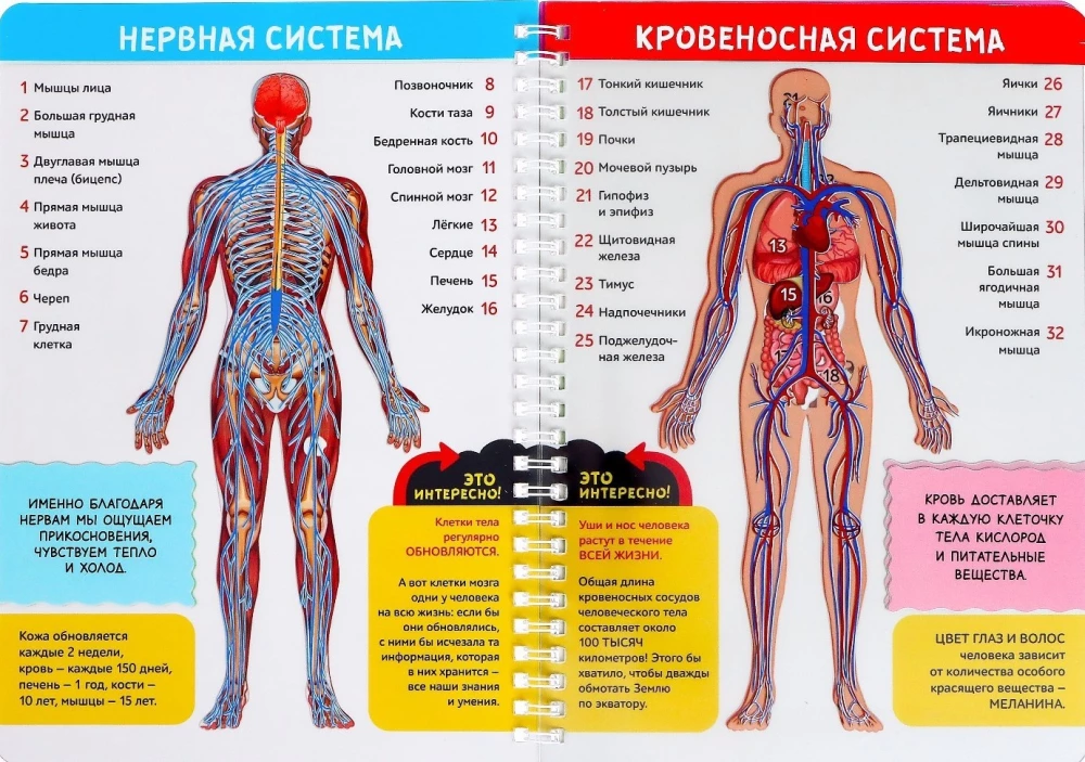 Моё тело. Строение организма на прозрачном фоне