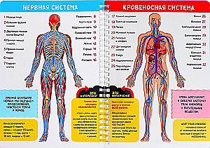 My Body. The Structure of the Organism on a Transparent Background