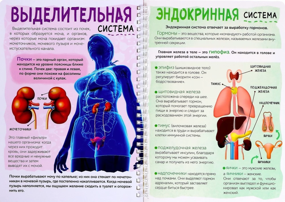 Моё тело. Строение организма на прозрачном фоне