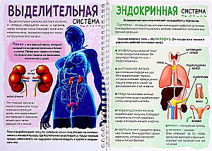 My Body. The Structure of the Organism on a Transparent Background