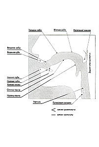 Articulation of sounds in graphic representation