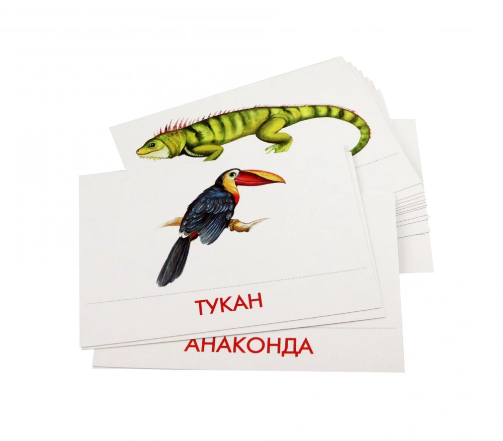 Didactic Cards - Urban Birds