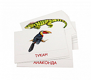 Didactic Cards - Urban Birds