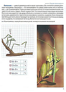 Step by Step on the Cells. Insects. Graphic Dictations for Children Aged 6-7 Years