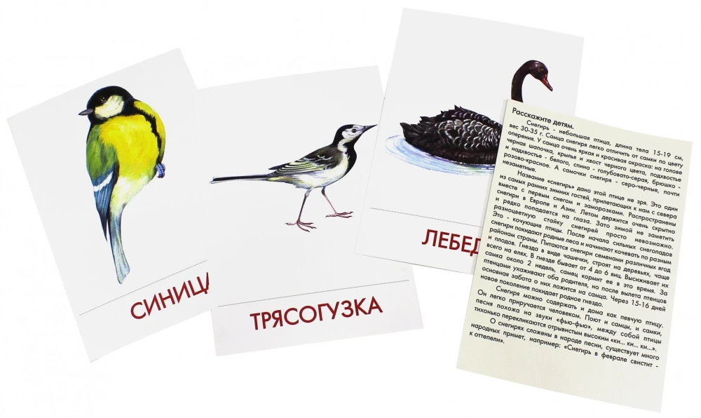 Didactic Cards - Urban Birds