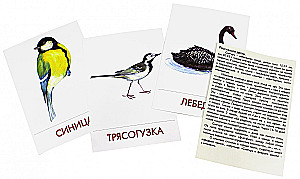 Didactic Cards - Urban Birds