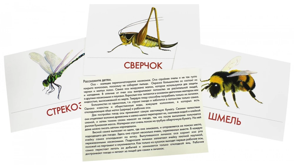 Didactic cards - Insects