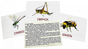 Didactic cards - Insects