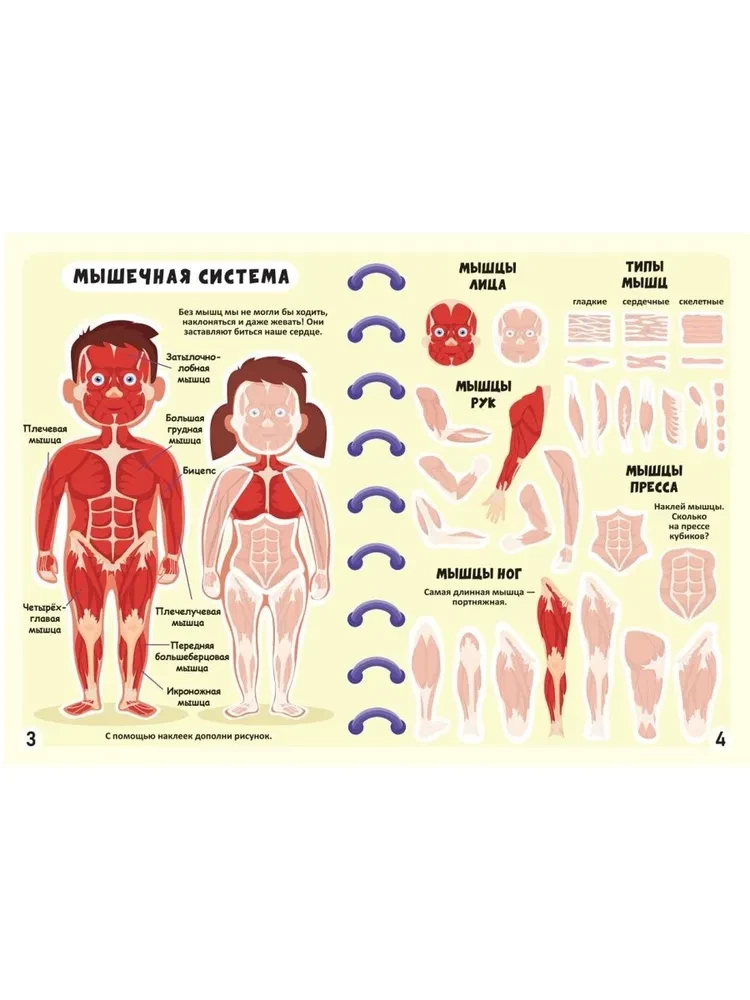 Mega Stickers. Human Body