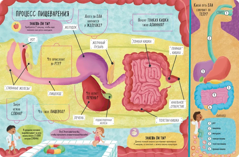 The Big Book with Windows. The Human Body