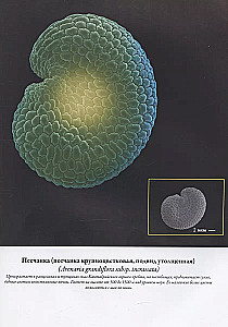 Семена и зерна. Иллюстрированный атлас. Удивительные факты о сельскохозяйственных культурах и их влияние на развитие человечества