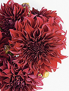 Dahlias. Extraordinary flowers for home and garden