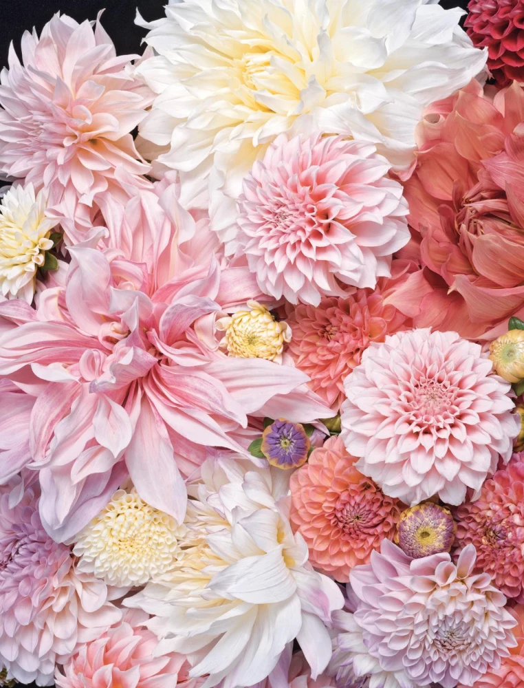 Dahlias. Extraordinary flowers for home and garden