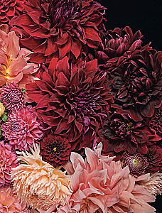 Dahlias. Extraordinary flowers for home and garden