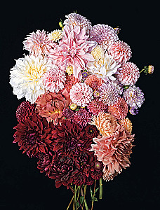 Dahlias. Extraordinary flowers for home and garden