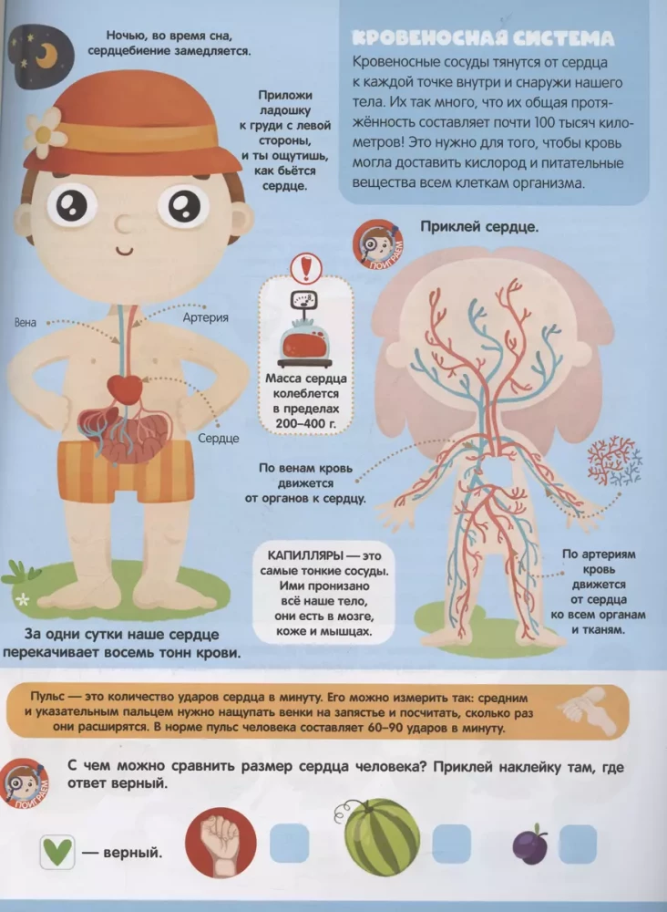 Play and Stick. Anatomy