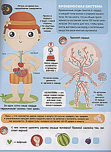 Play and Stick. Anatomy