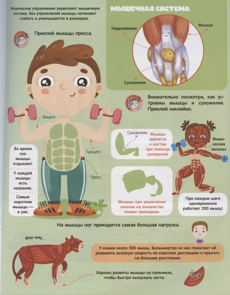 Play and Stick. Anatomy