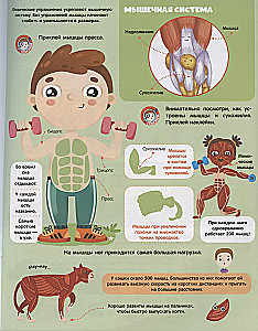 Play and Stick. Anatomy