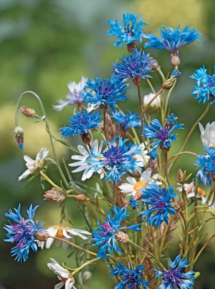 Field Flowers Made of Polymer Clay