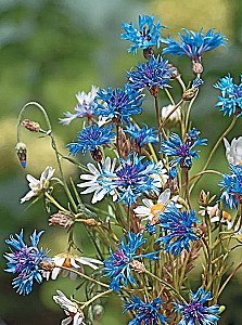 Field Flowers Made of Polymer Clay