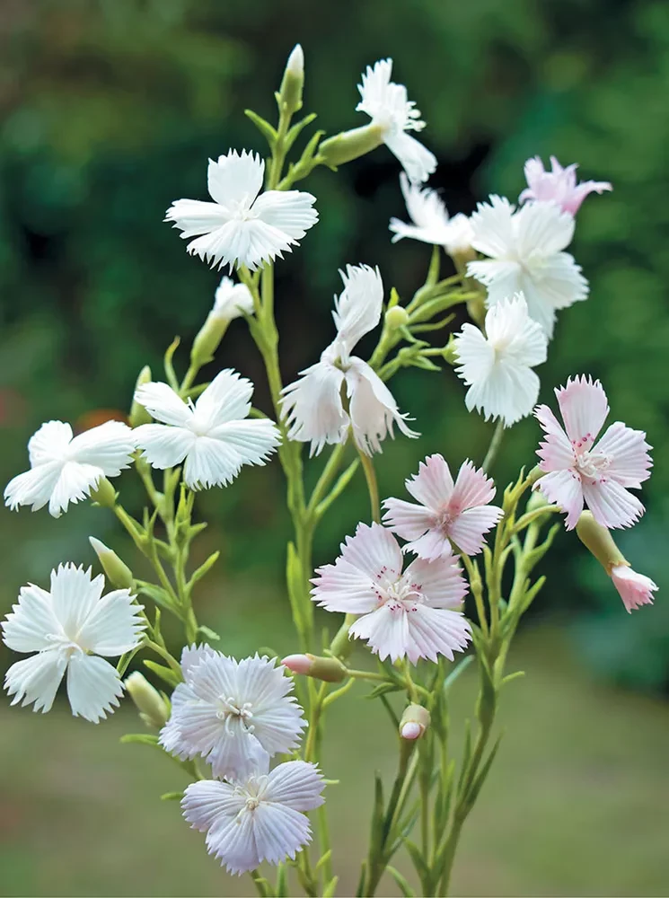 Field Flowers Made of Polymer Clay