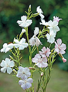 Field Flowers Made of Polymer Clay