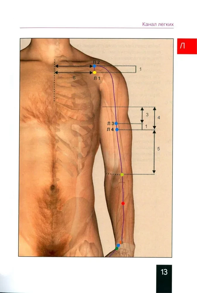 Pocket Atlas of Acupuncture