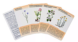 Medicinal Plants from A to Z. 50 Cards