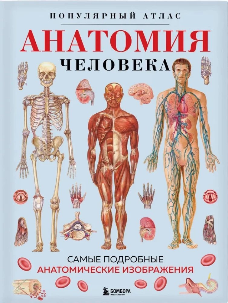 Human Anatomy. Popular Atlas. The Most Detailed Anatomical Images