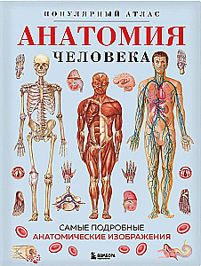 Human Anatomy. Popular Atlas. The Most Detailed Anatomical Images