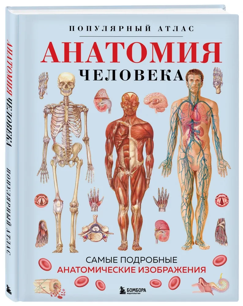 Human Anatomy. Popular Atlas. The Most Detailed Anatomical Images