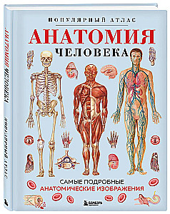 Human Anatomy. Popular Atlas. The Most Detailed Anatomical Images